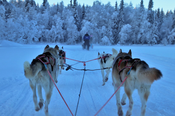 course de chiens de traîneau, la Grande Odyssée