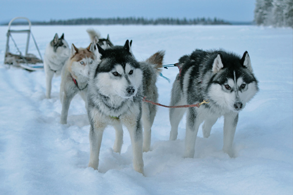 Dog Sledding at Notre Dame de Bellecombe Dog Sledding at Notre Dame de Bellecombe