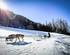 The Great Odyssey, legendary sled dog race