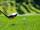 golf 18 trous divonne