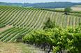vineyard purchase