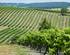 purchase of a vineyard