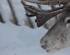 reindeer herding megeve